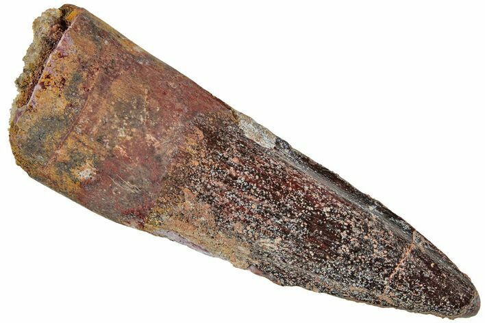 Fossil Spinosaurus Tooth - Real Dinosaur Tooth #230810